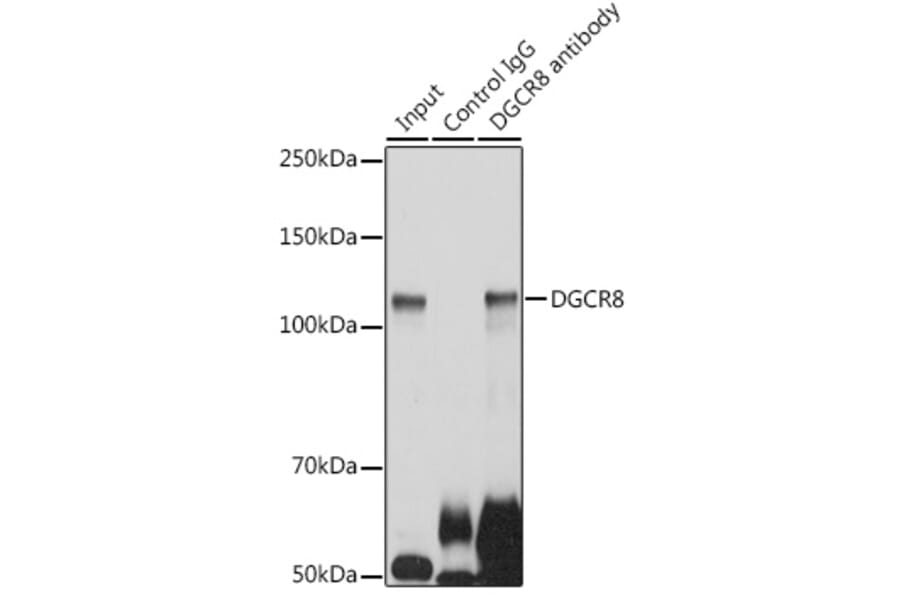 Western Blot - Anti-DGCR8 Antibody (A305592) - Antibodies.com