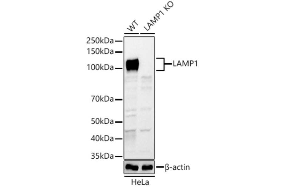 Anti-LAMP1 Antibody (A305593) | Antibodies.com 