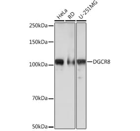 Western Blot - Anti-DGCR8 Antibody [ARC0289] (A305598) - Antibodies.com