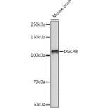 Western Blot - Anti-DGCR8 Antibody [ARC0289] (A305598) - Antibodies.com