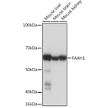 Western Blot - Anti-FAAH1 Antibody [ARC0903] (A305600) - Antibodies.com