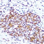 Immunohistochemistry - Anti-Pannexin 1 Antibody [ARC1207] (A305603) - Antibodies.com