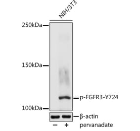 Western Blot - Anti-FGFR3 (phospho Tyr724) Antibody (A305605) - Antibodies.com