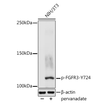 Western Blot - Anti-FGFR3 (phospho Tyr724) Antibody (A305605) - Antibodies.com