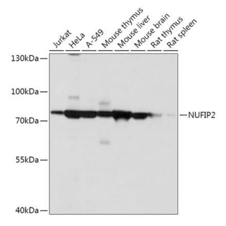 Western Blot - Anti-NUFIP2 Antibody (A305606) - Antibodies.com