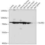Western Blot - Anti-NUFIP2 Antibody (A305606) - Antibodies.com