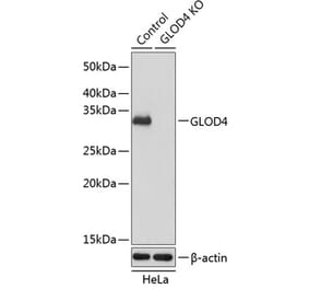 Western Blot - Anti-GLOD4 Antibody (A305608) - Antibodies.com