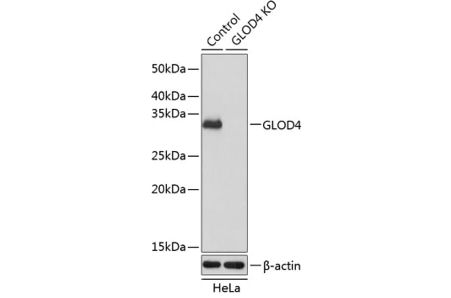 Western Blot - Anti-GLOD4 Antibody (A305608) - Antibodies.com