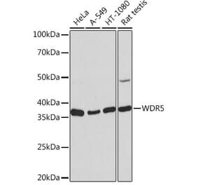Western Blot - Anti-WDR5 Antibody [ARC0769] (A305612) - Antibodies.com