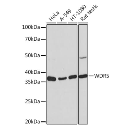 Western Blot - Anti-WDR5 Antibody [ARC0769] (A305612) - Antibodies.com