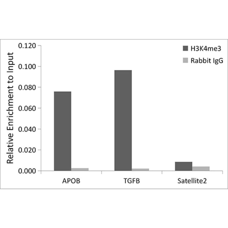 Chromatin Immunoprecipitation - Anti-Rad21 Antibody (A305614) - Antibodies.com