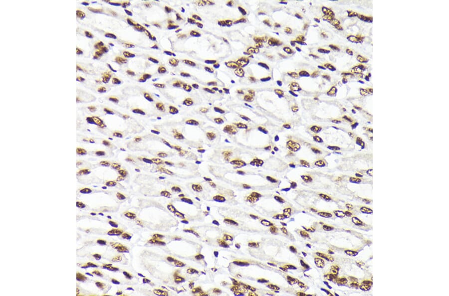 Immunohistochemistry - Anti-Rad21 Antibody (A305614) - Antibodies.com