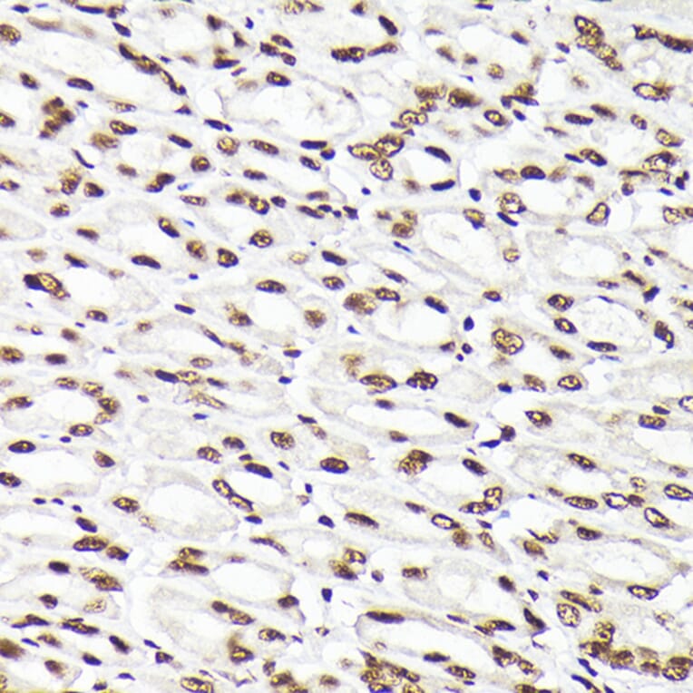 Immunohistochemistry - Anti-Rad21 Antibody (A305614) - Antibodies.com