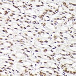 Immunohistochemistry - Anti-Rad21 Antibody (A305614) - Antibodies.com