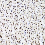 Immunohistochemistry - Anti-Rad21 Antibody (A305614) - Antibodies.com