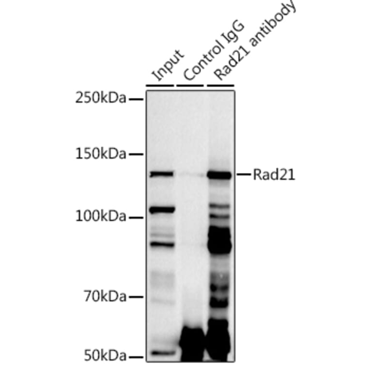 Western Blot - Anti-Rad21 Antibody (A305614) - Antibodies.com