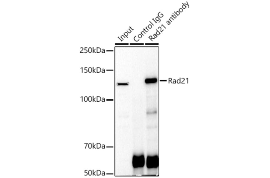 Western Blot - Anti-Rad21 Antibody (A305614) - Antibodies.com