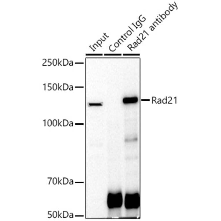 Western Blot - Anti-Rad21 Antibody (A305614) - Antibodies.com
