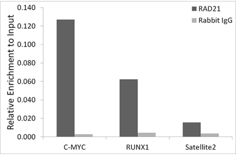 Chromatin Immunoprecipitation - Anti-Rad21 Antibody (A305614) - Antibodies.com