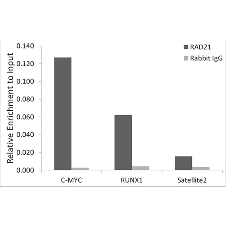 Chromatin Immunoprecipitation - Anti-Rad21 Antibody (A305614) - Antibodies.com