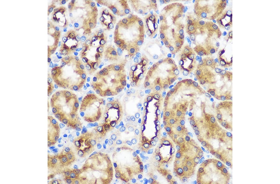 Immunohistochemistry - Anti-WWC2 Antibody (A305615) - Antibodies.com
