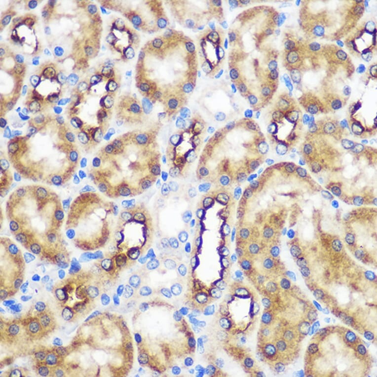 Immunohistochemistry - Anti-WWC2 Antibody (A305615) - Antibodies.com