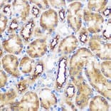 Immunohistochemistry - Anti-WWC2 Antibody (A305615) - Antibodies.com