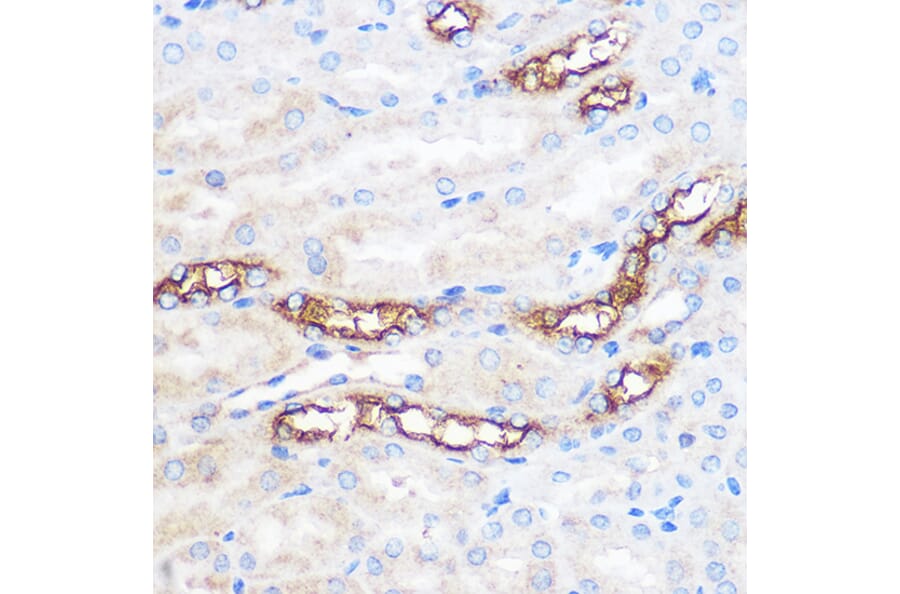 Immunohistochemistry - Anti-WWC2 Antibody (A305615) - Antibodies.com