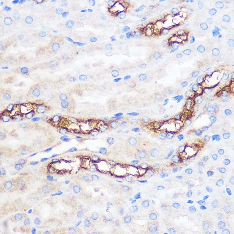 Immunohistochemistry - Anti-WWC2 Antibody (A305615) - Antibodies.com