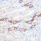 Immunohistochemistry - Anti-WWC2 Antibody (A305615) - Antibodies.com