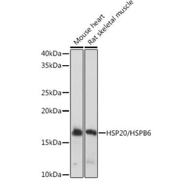 Western Blot - Anti-Hsp20 Antibody [ARC1787] (A305617) - Antibodies.com