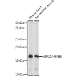 Western Blot - Anti-Hsp20 Antibody [ARC1787] (A305617) - Antibodies.com