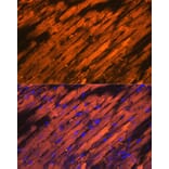 Immunofluorescence - Anti-Hsp20 Antibody [ARC1787] (A305617) - Antibodies.com