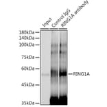 Western Blot - Anti-RING1 Antibody [ARC2278] (A305619) - Antibodies.com