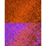 Immunofluorescence - Anti-EBI3 Antibody [ARC2190] (A305621) - Antibodies.com