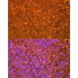 Immunofluorescence - Anti-EBI3 Antibody [ARC2190] (A305621) - Antibodies.com