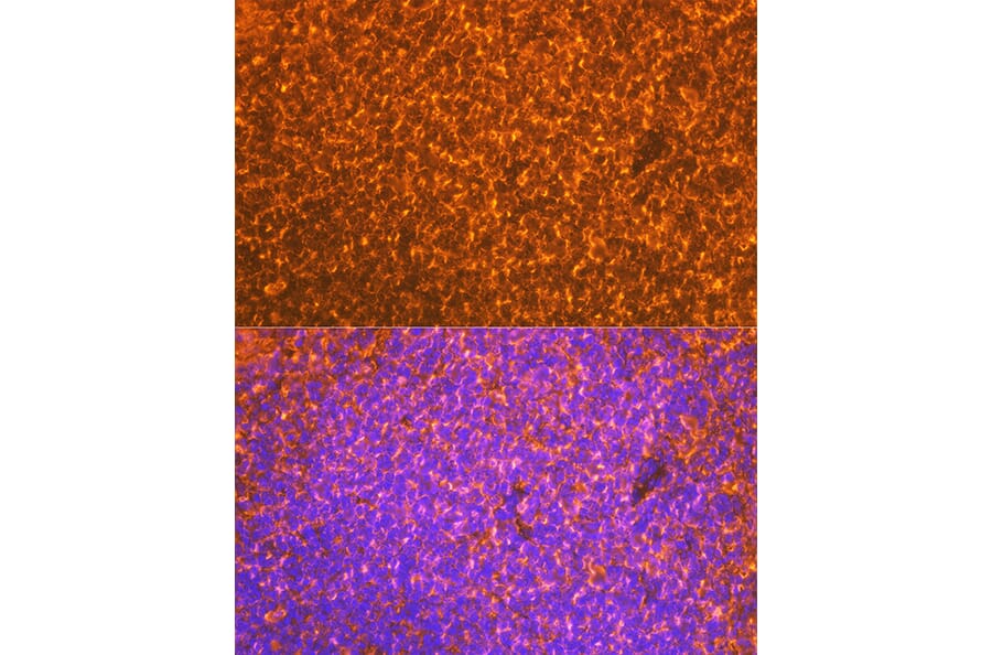 Immunofluorescence - Anti-EBI3 Antibody [ARC2190] (A305621) - Antibodies.com