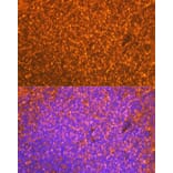 Immunofluorescence - Anti-EBI3 Antibody [ARC2190] (A305621) - Antibodies.com