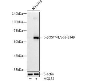 Western Blot - Anti-SQSTM1 / p62 (phospho Ser349) Antibody (A305624) - Antibodies.com