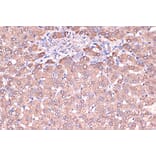 Immunohistochemistry - Anti-Haptoglobin Antibody [ARC1298] (A305627) - Antibodies.com