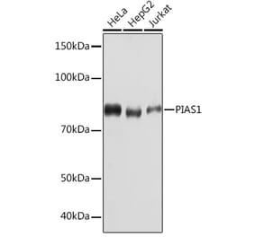 Western Blot - Anti-PIAS1 Antibody [ARC1116] (A305639) - Antibodies.com