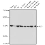 Western Blot - Anti-LHX3/LIM Antibody [ARC2150] (A305641) - Antibodies.com