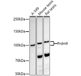 Western Blot - Anti-Prdm9 Antibody [ARC51589] (A305643) - Antibodies.com