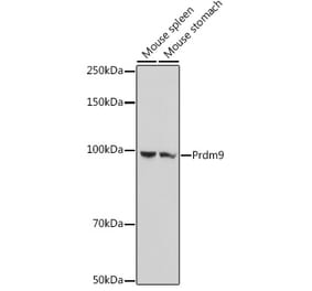 Western Blot - Anti-Prdm9 Antibody (A305644) - Antibodies.com
