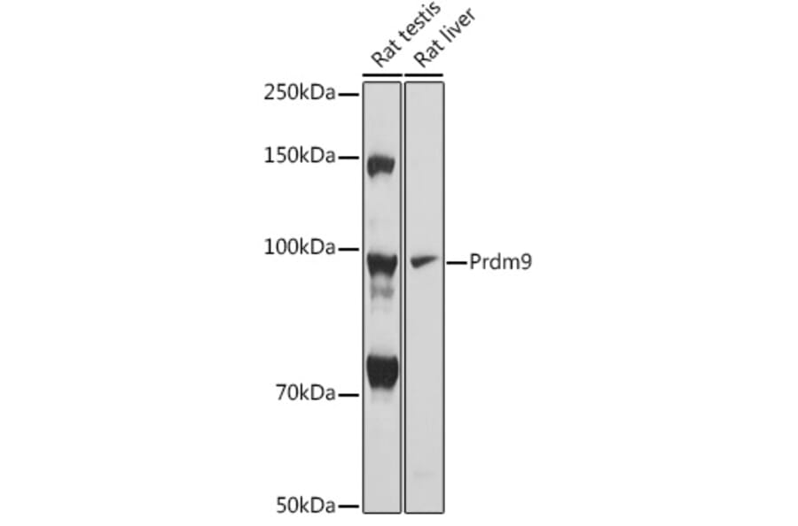 Western Blot - Anti-Prdm9 Antibody (A305644) - Antibodies.com