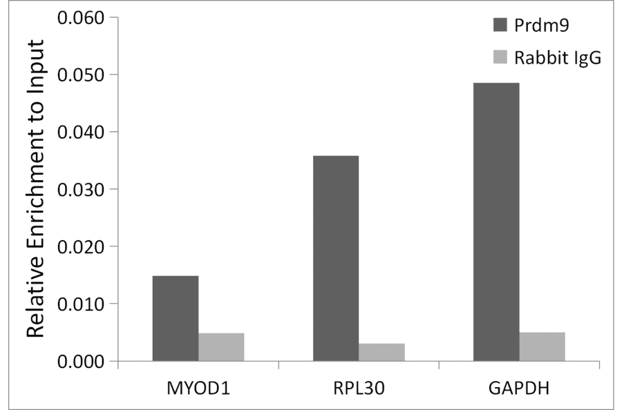 Chromatin Immunoprecipitation - Anti-Prdm9 Antibody (A305644) - Antibodies.com