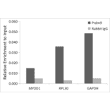 Chromatin Immunoprecipitation - Anti-Prdm9 Antibody (A305644) - Antibodies.com