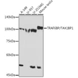 Western Blot - Anti-TRAF6BP/TAX1BP1 Antibody [ARC2184] (A305645) - Antibodies.com