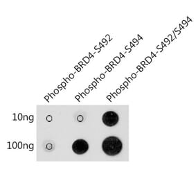 Dot Blot - Anti-Brd4 (phospho Ser492 + Ser494) Antibody (A305650) - Antibodies.com