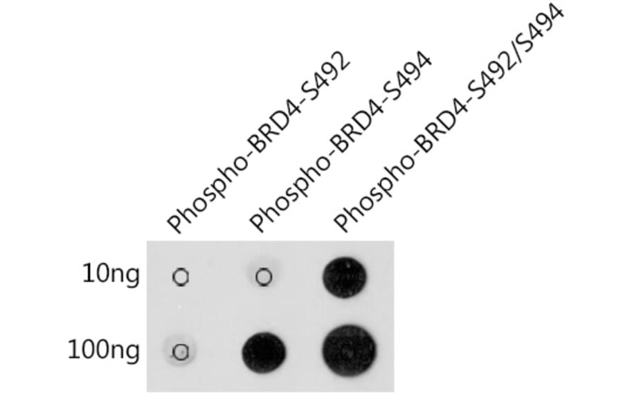 Dot Blot - Anti-Brd4 (phospho Ser492 + Ser494) Antibody (A305650) - Antibodies.com